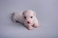 coton de tulear puppy