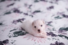 coton de tulear puppy